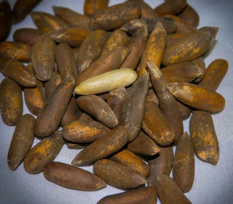 Chilgoza (Pinenuts) - Testurion